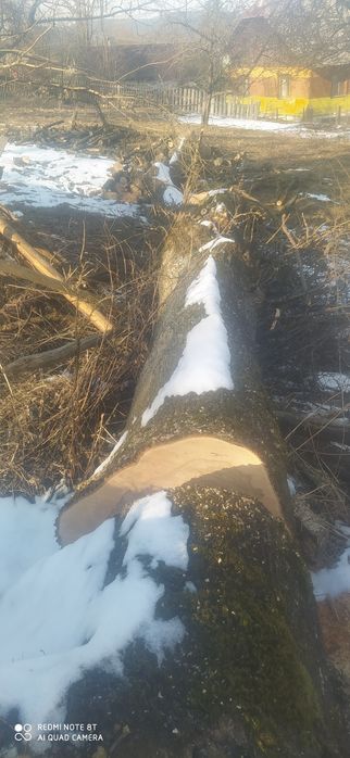 Ясень грубий 4 штуки