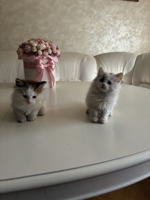 Віддам кошенята в добрі руки