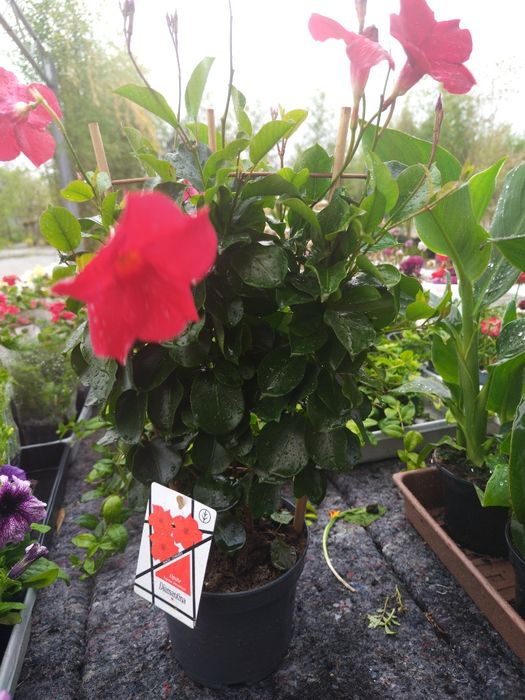 Mandevilla diamantina czerwona i różowa