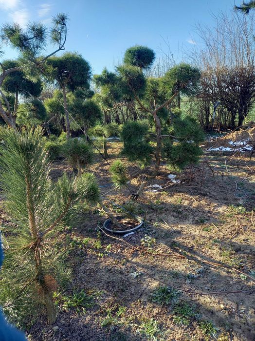 Sosna formowana Bonsai-WYPRZEDAŻ