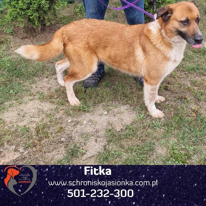 FITKA do adopcji Schronisko Jasionka