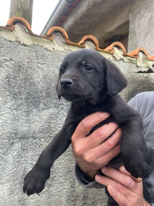 Cães para Adoção Responsável