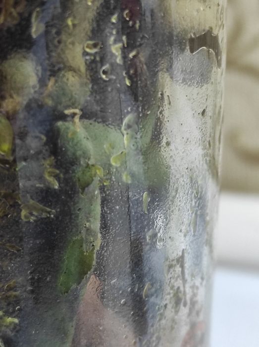 Орхідея фаленопсис орхидея фаленопсис