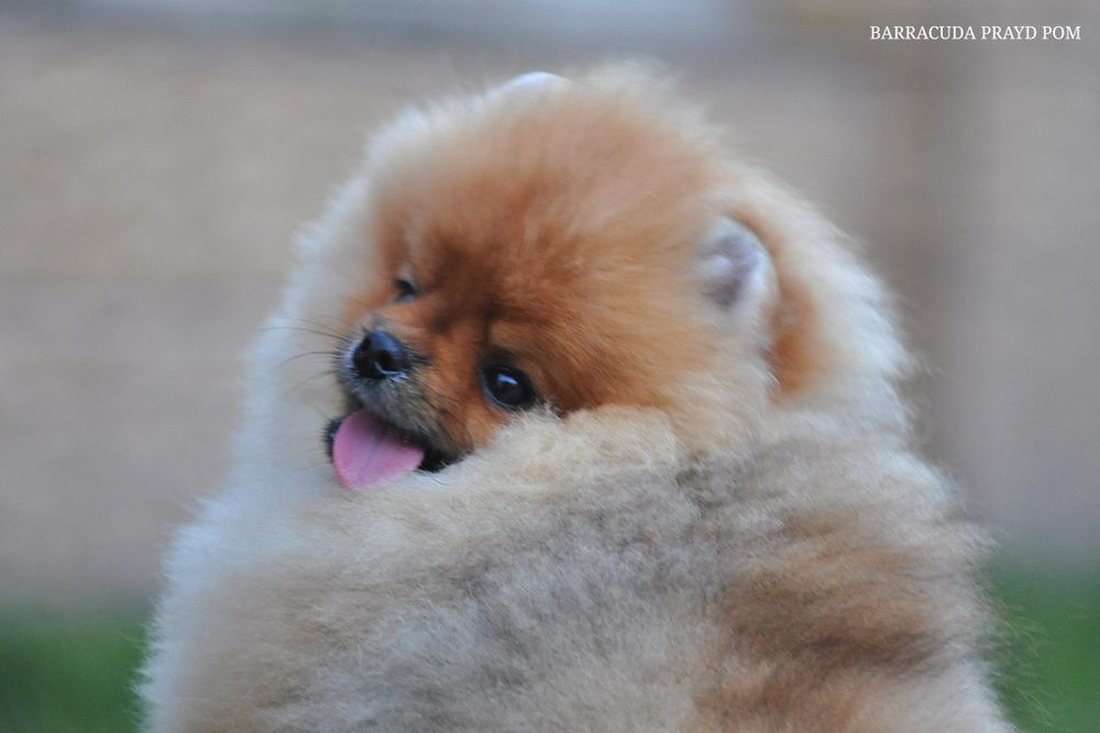 Эффектная Barracuda