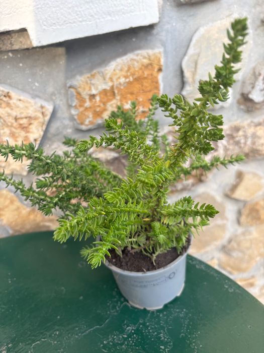 Suculentas Sedum ,Othonna capensis,,Crassula Muscosa, Aeonium, Aptenia cordifolia 1€