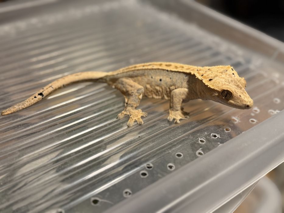 Samica gekon orzesiony