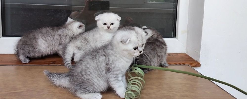 кошенята дівчинка і хлопчик
