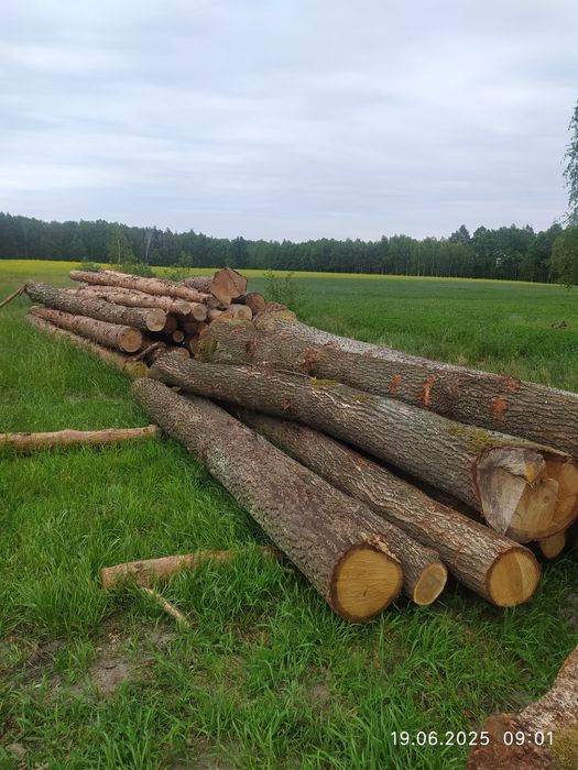 Drzewo , drewno opałowe, opał , drewno tartaczne,dłużyca.