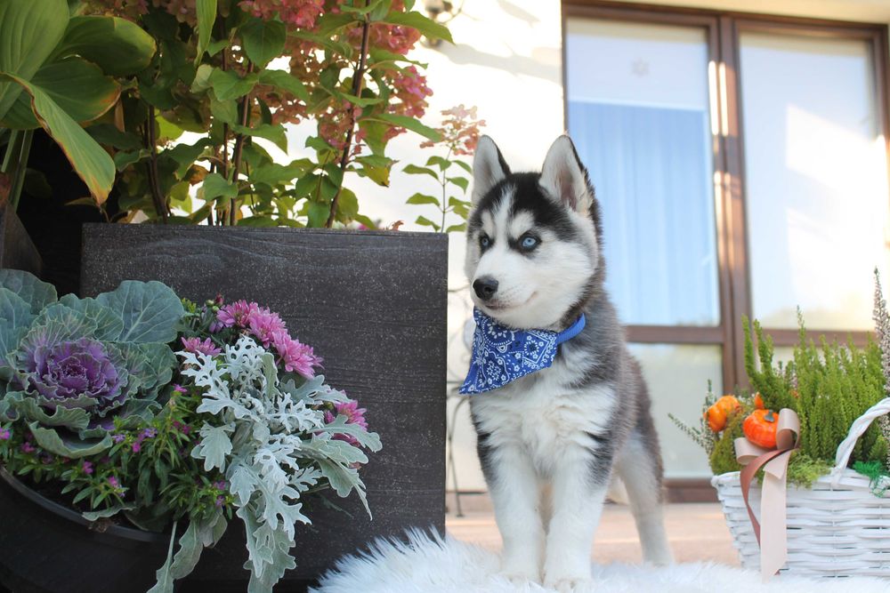 Siberian Husky-śliczny piesek