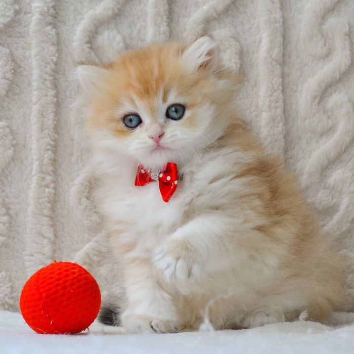 Чудовий малюк золота шиншила