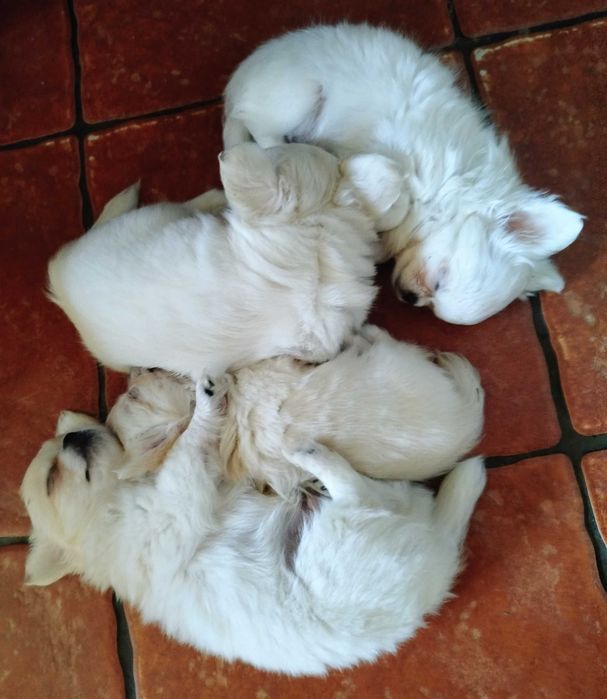 Chihuahua maleńki chłopczyk
