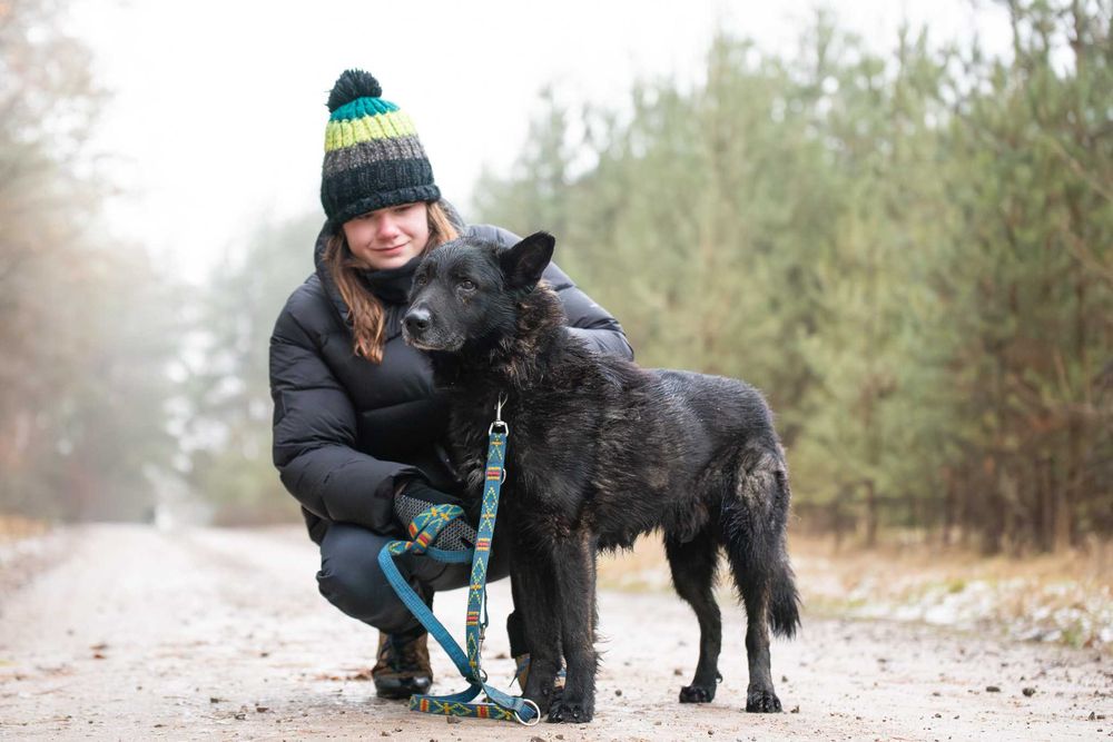 Duży czarny łagodny psiak - Charon szuka swojej rodziny do kochania