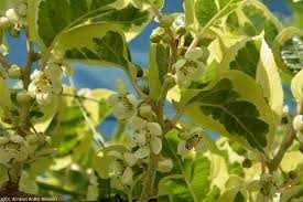 Kiwi folha Tigrada variegata - FRUTO SUPER DOCE Planta viva lindissima