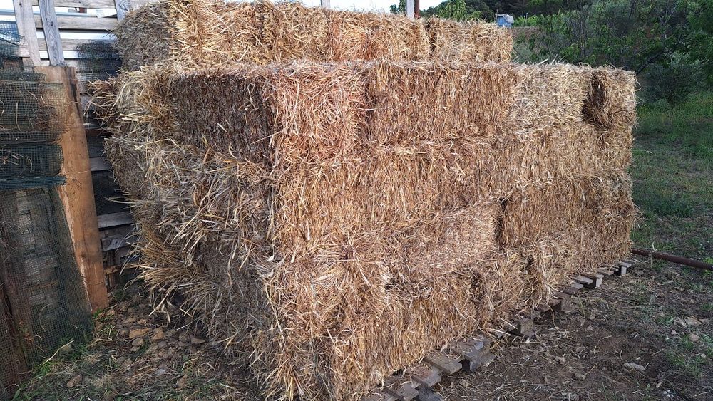 Feno de cevada, trigo e aveia.