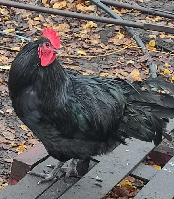 Australorp,legbar, araukany kogut