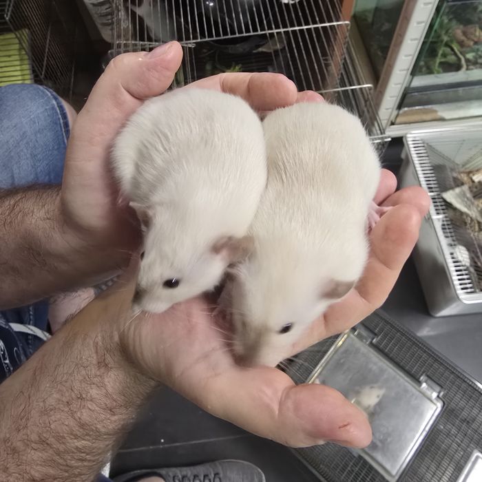 Szczurki syjamskie dumbo