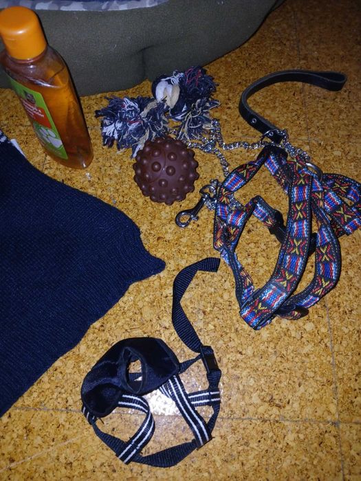 Lindo conjunto para cão de porte médio
