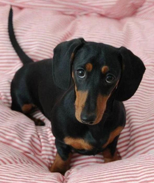 2 місяці  таксики дуже хороші і гарні