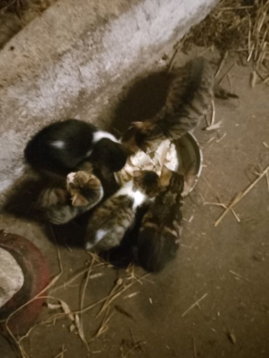 Oddam za darmo małe koty