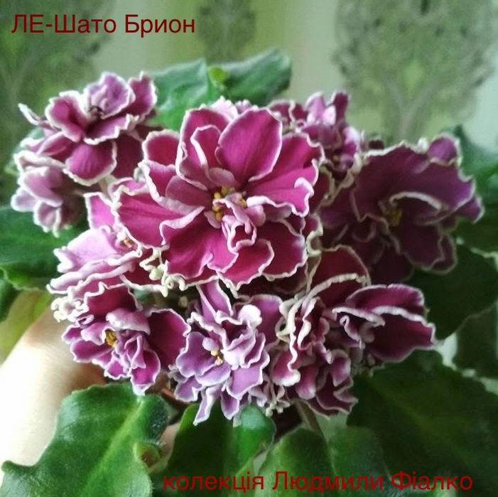 Дітки і стартери сортових фіалочок