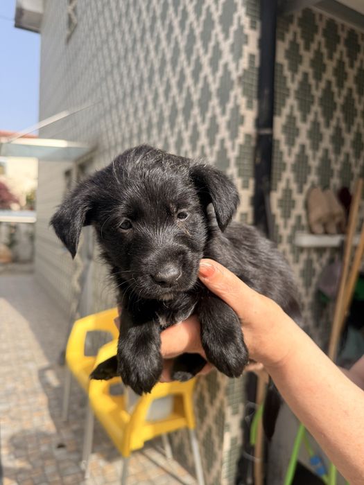 Cadela  para adoção