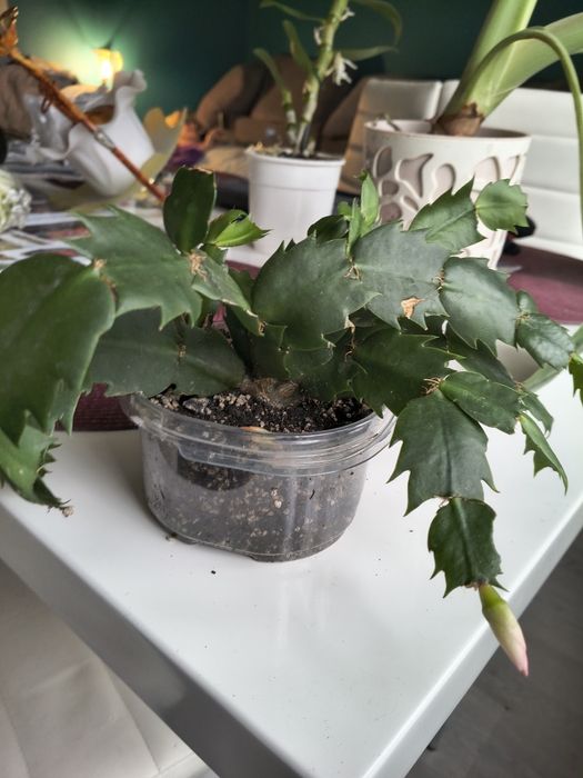 Grudnik Grudzień Kaktus Bożonarodzeniowy