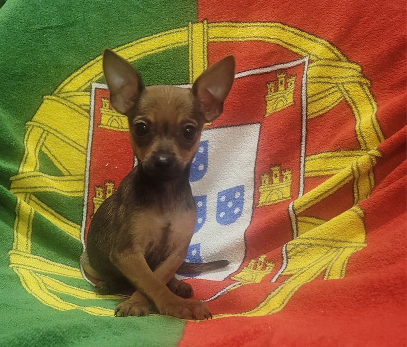 Pinscher miniatura femea