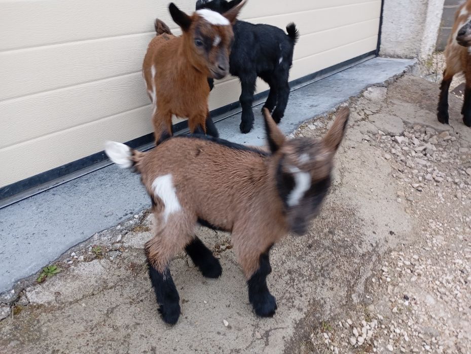 Cabrito anão com 3 semanas  disponíveis.