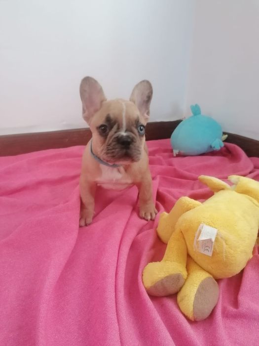 Buldogue francês bebe lindo