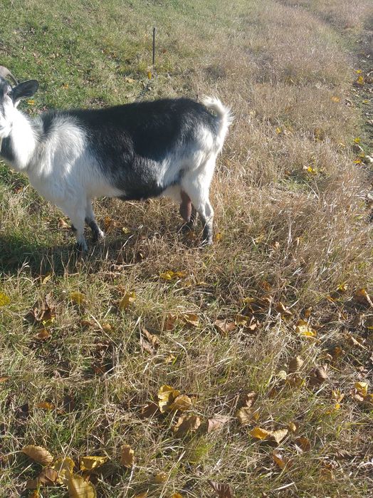 Доброго дня продам козу 4 окот