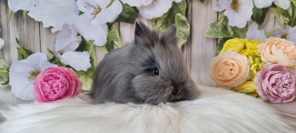 Śliczne króliczki karzełek  Teddy zapraszamy gotowe do odbioru