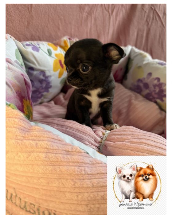 Dziewczynka chihuahua czarna - bardzo malutka