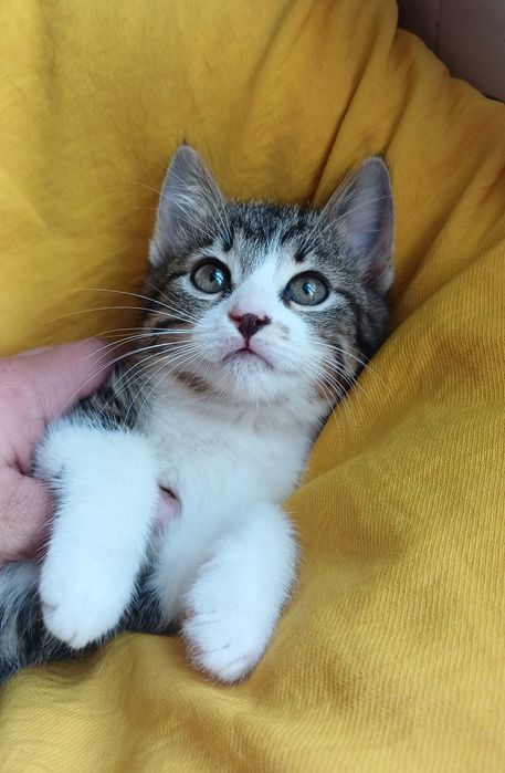 Маленькая котёнок девочка ищет дом! Котята в хорошие руки!