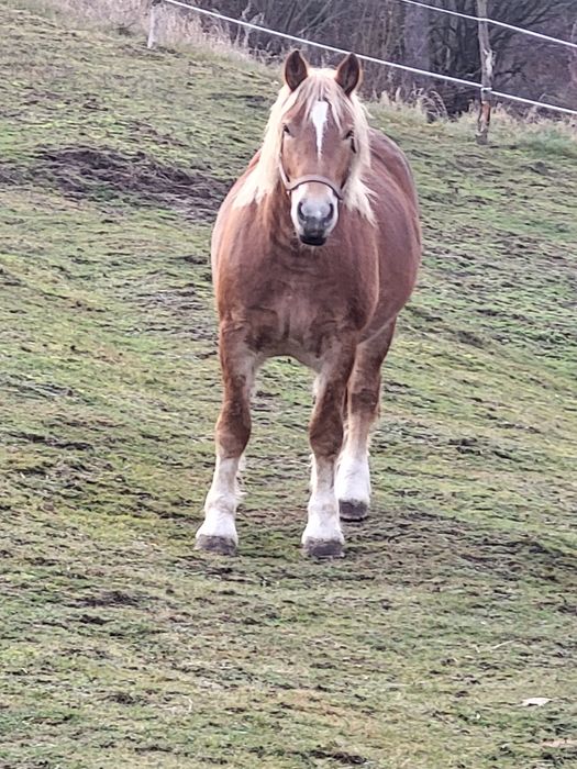 Koń, Klacz zimnokrwista, kasztanka,