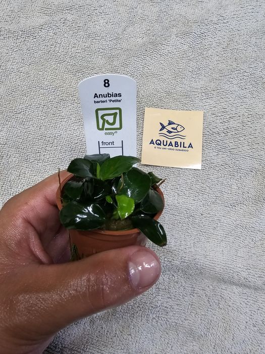 Anubias echinodouros entre outras plantas para aquário