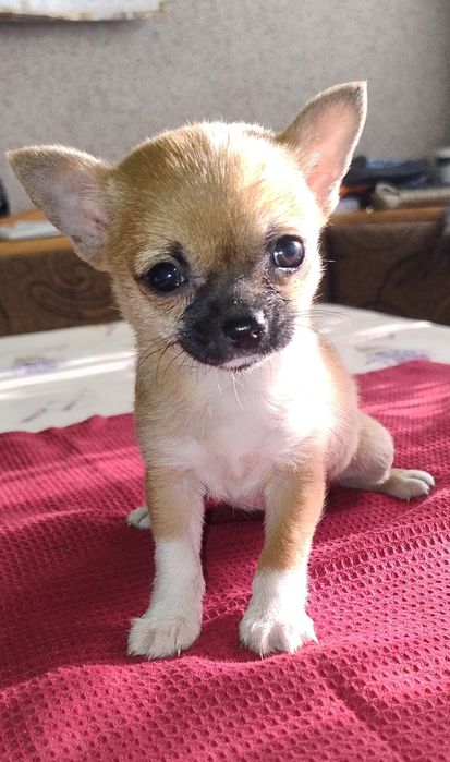 Ratlerek Suczka Piaskowa