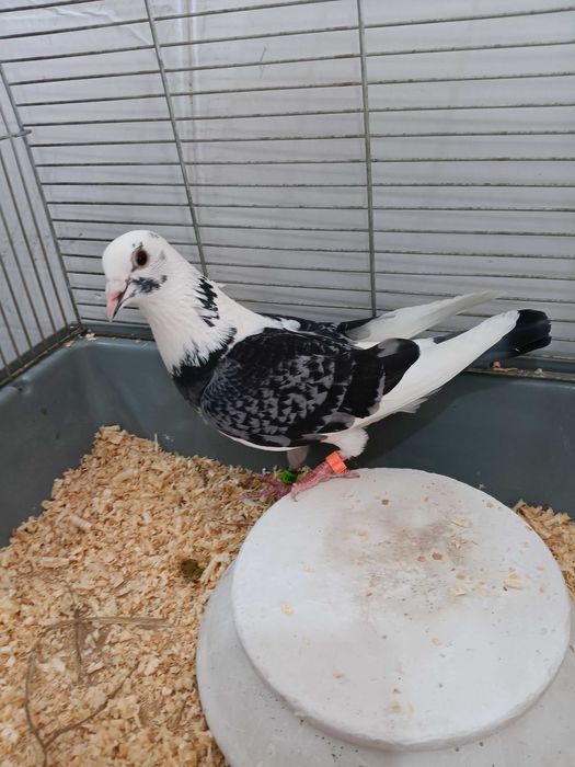 Gołębie  pocztowe  likwidacja chodowli