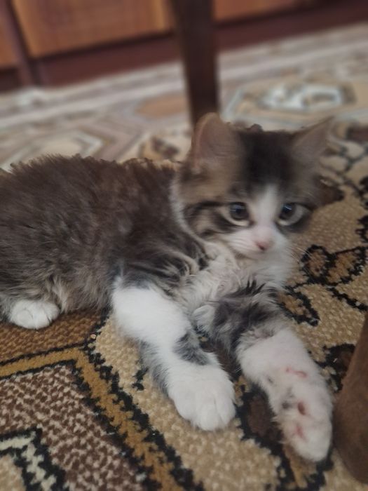 Малюки шукають люблячу родину