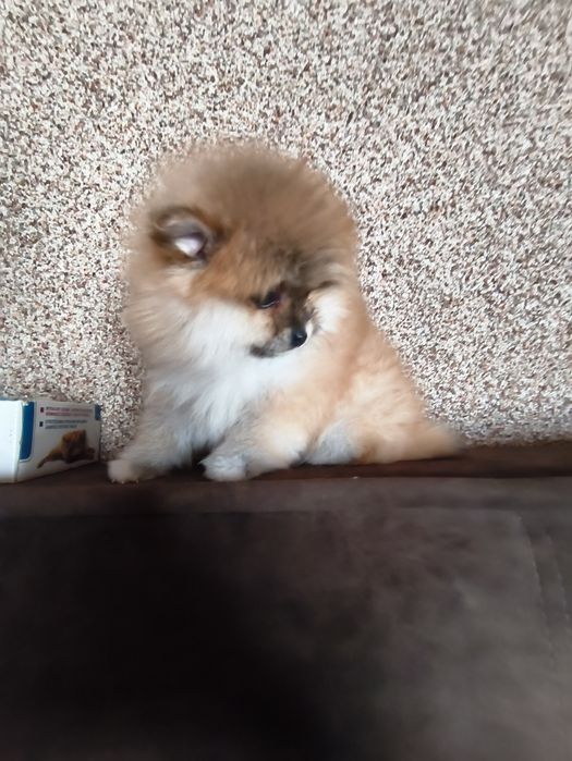 Міні дівчинка померанський шпіц 2,5 міс.