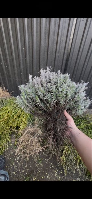 Однорічні кущики лаванди)