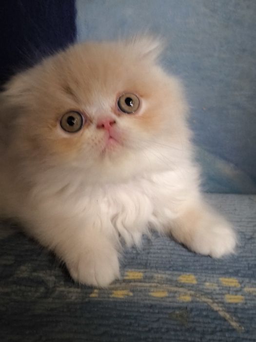 Персидский котенок