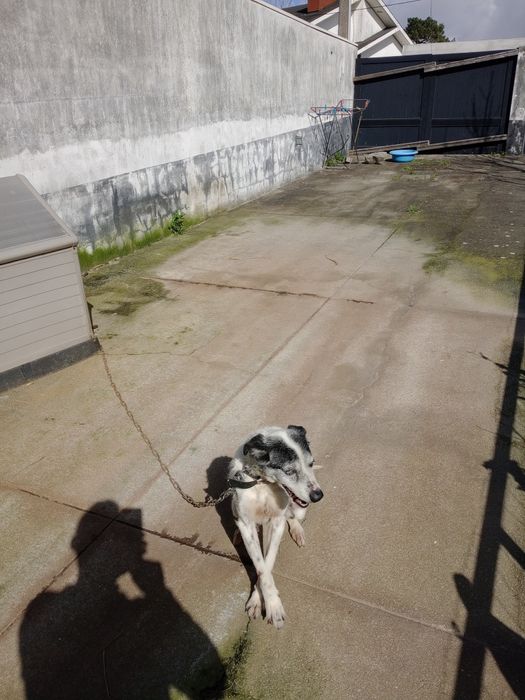 Cadela para adoção