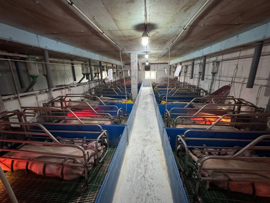 Продаж Діючої Свиноферми!