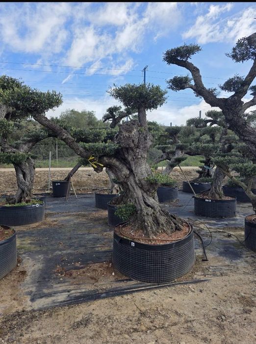 Oliveiras bonsai XL