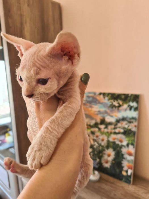 Гипоаллергенные котята девон-рекс