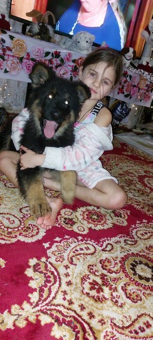 Довгошерстий підрощий німець на охорону