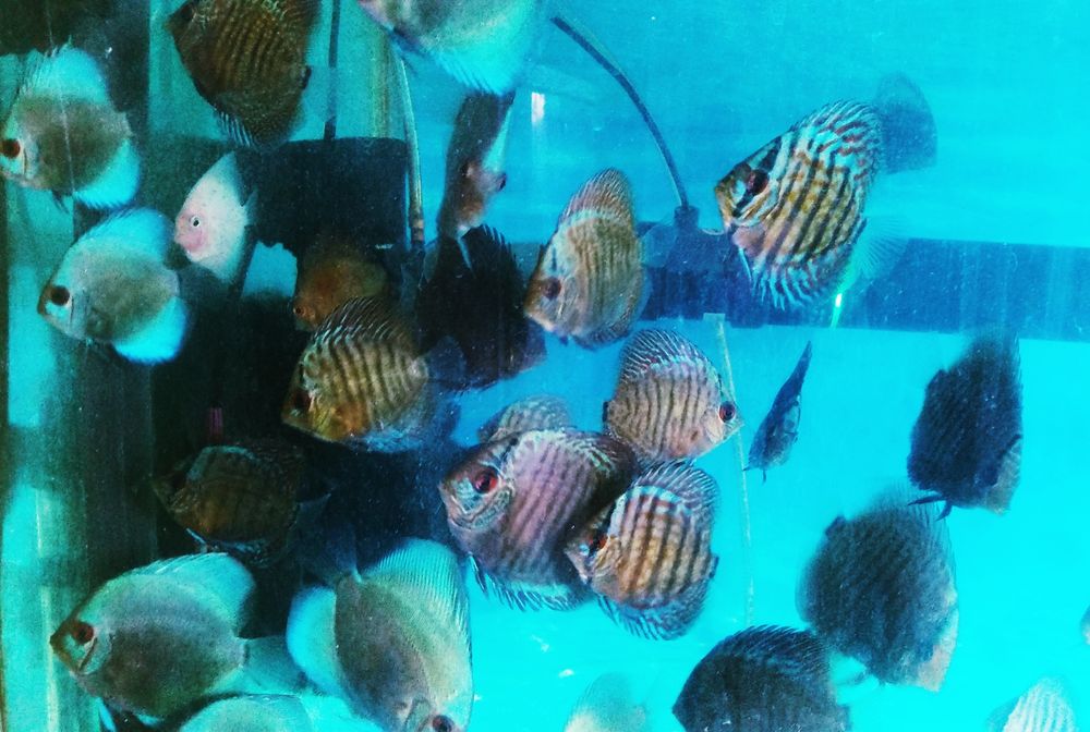 Продажа дискусов