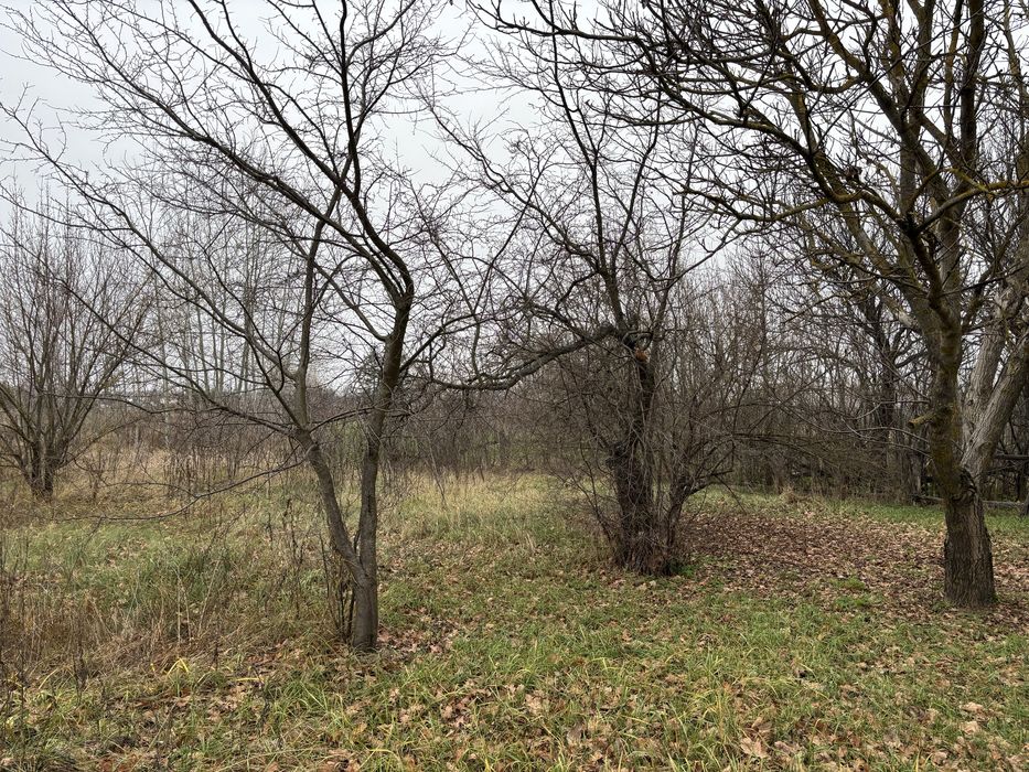 Продається будинок з землею село Ніжиловичі