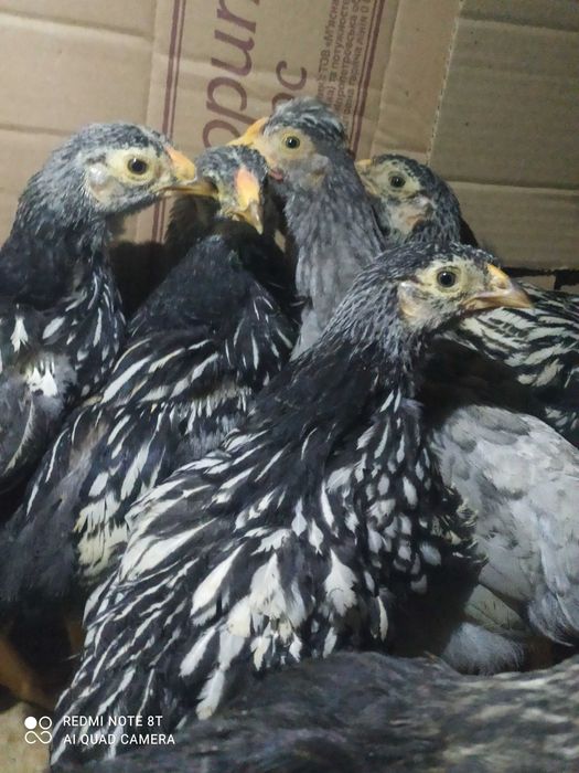 Курчата вiандот срiбло