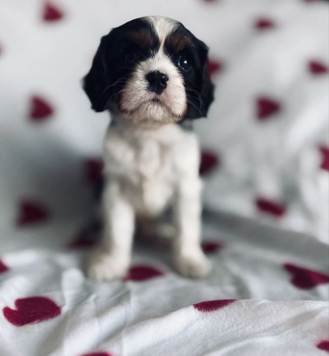 Cavallier King Charles - cudny piesek ‚n